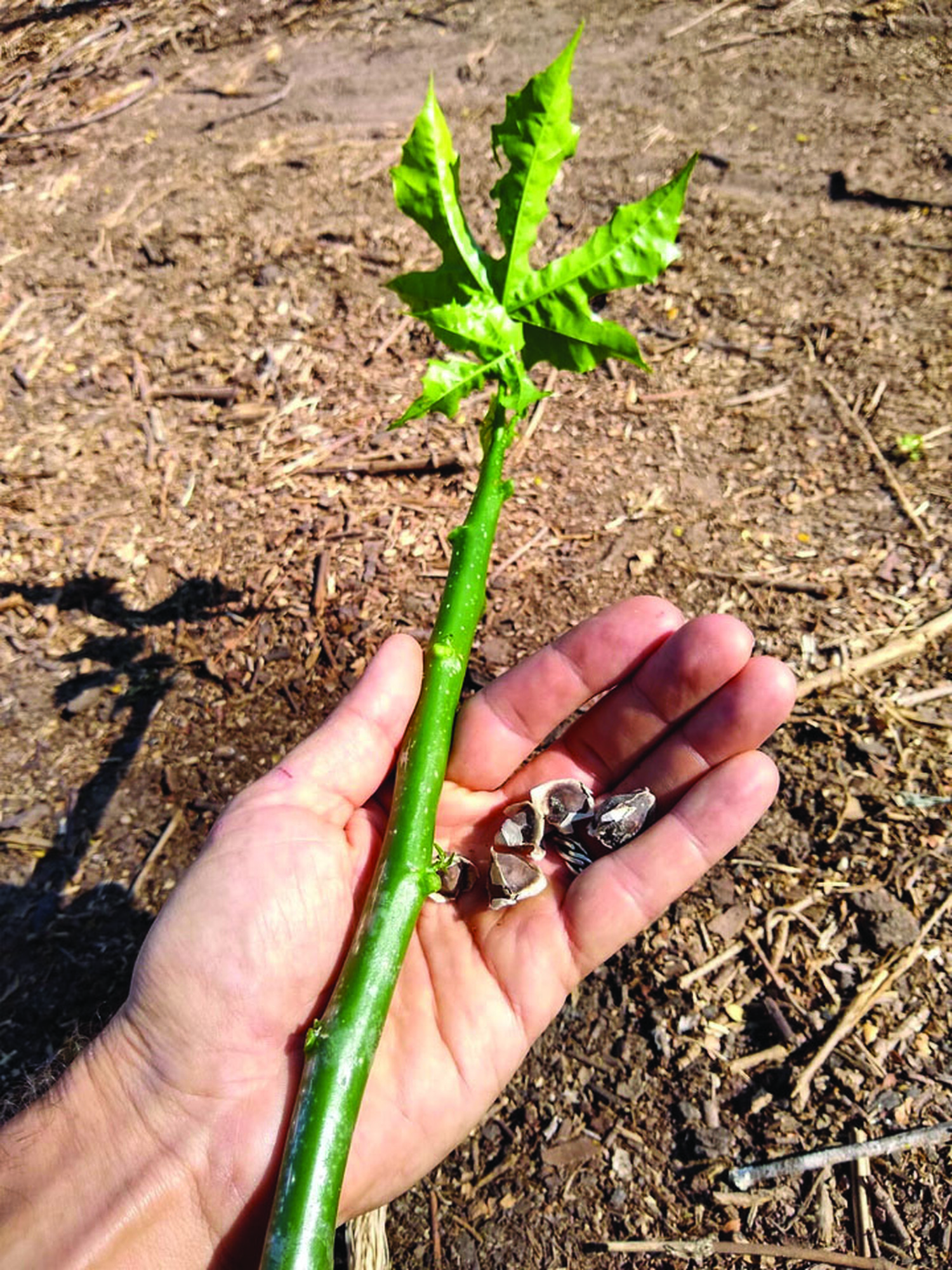 From the Field: A stick and a few seeds