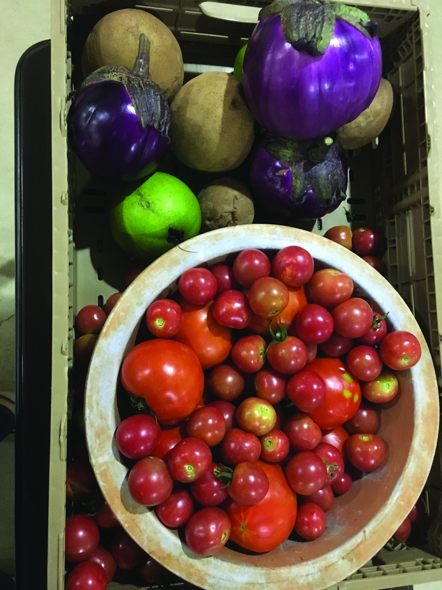 Weekly donations are gathered for Cultivate Abundance donations. This week, seasonal eggplant and tomatoes were stars of the show.