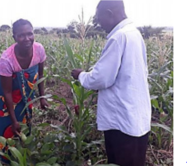Chausiku Mayala and her husband check on the health of their field crops. Conservation agriculture training has equipped them to improve their yields together.
