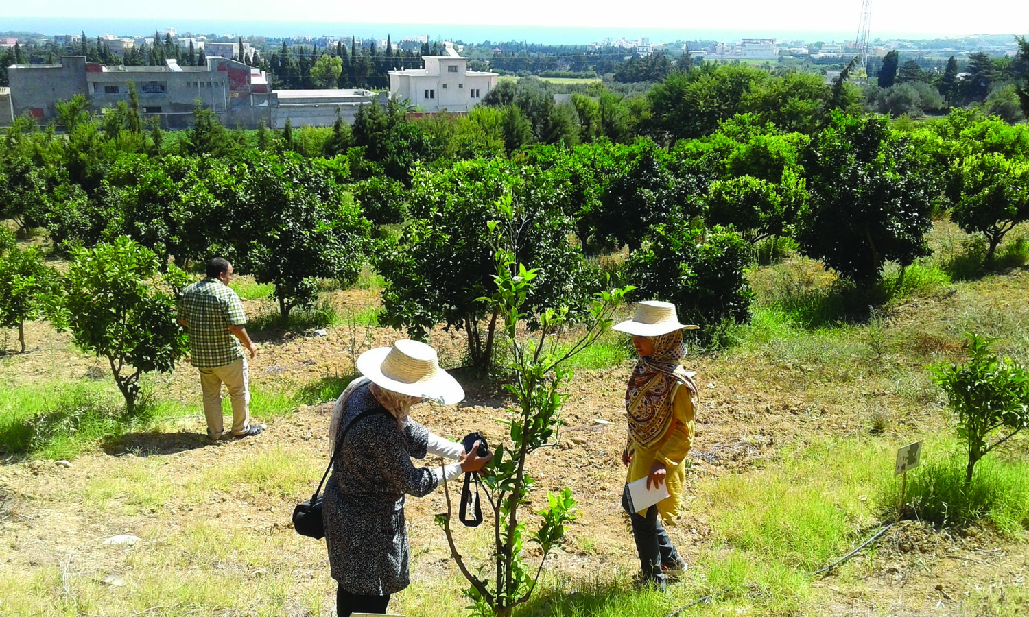 Former ECHO intern, Kimberly Duncan assesses fruit trees with colleagues in North Africa where she works for an agricultural organization.