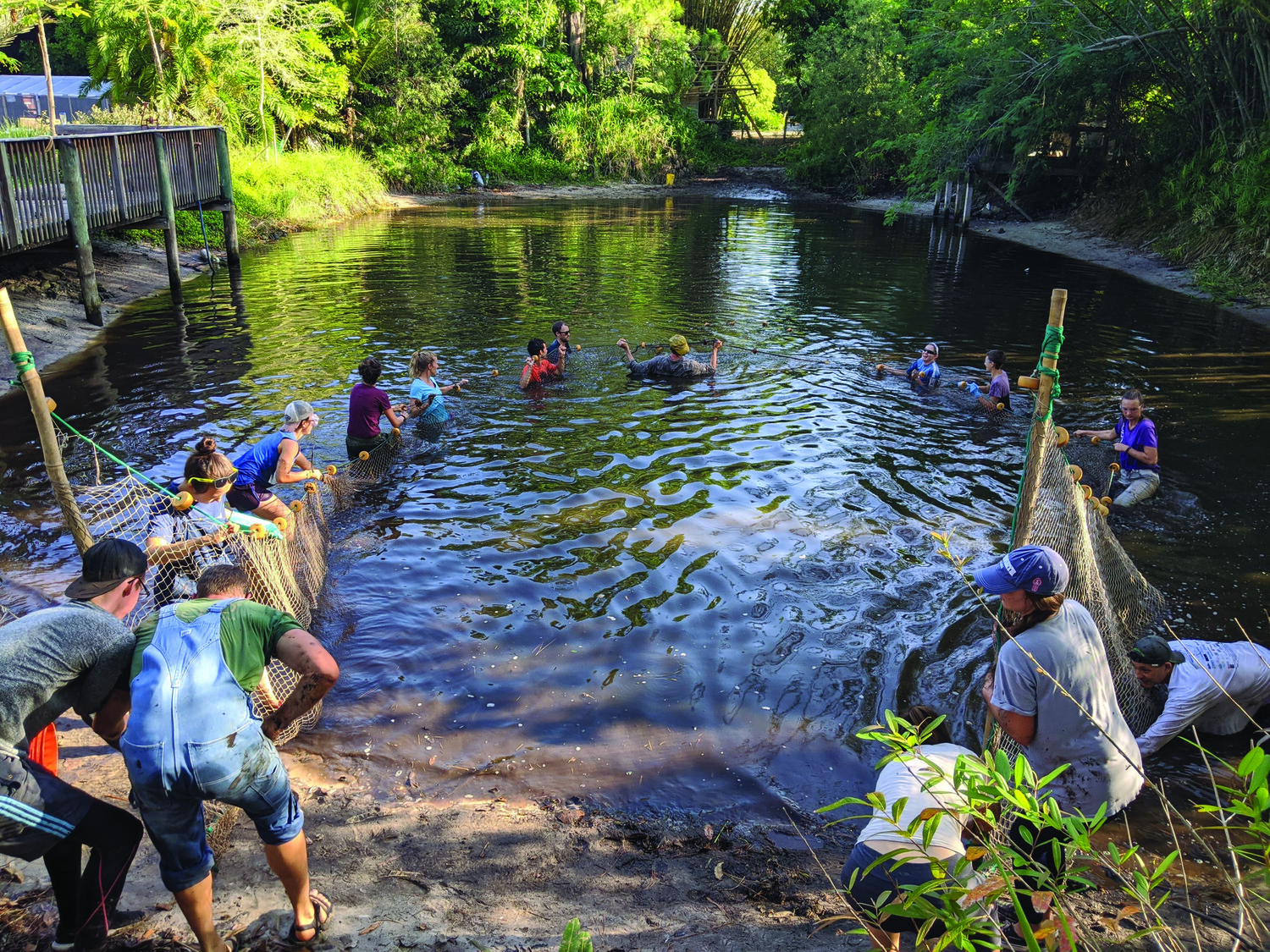 Interns and staff manually pass a net across the 
pond to harvest tilapia each year.