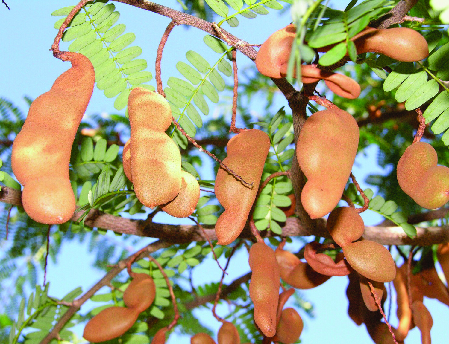 The tamarind still remains one of the lesser known tropical fruit trees in Florida.
