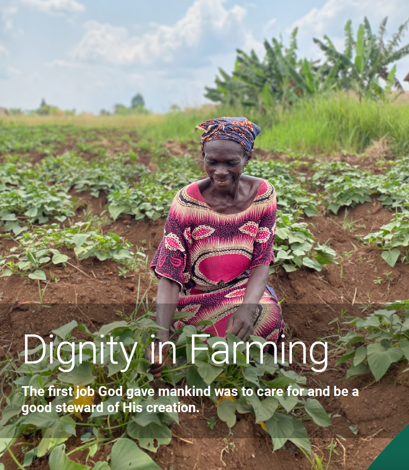 Farmer with Potato plants, Uganda