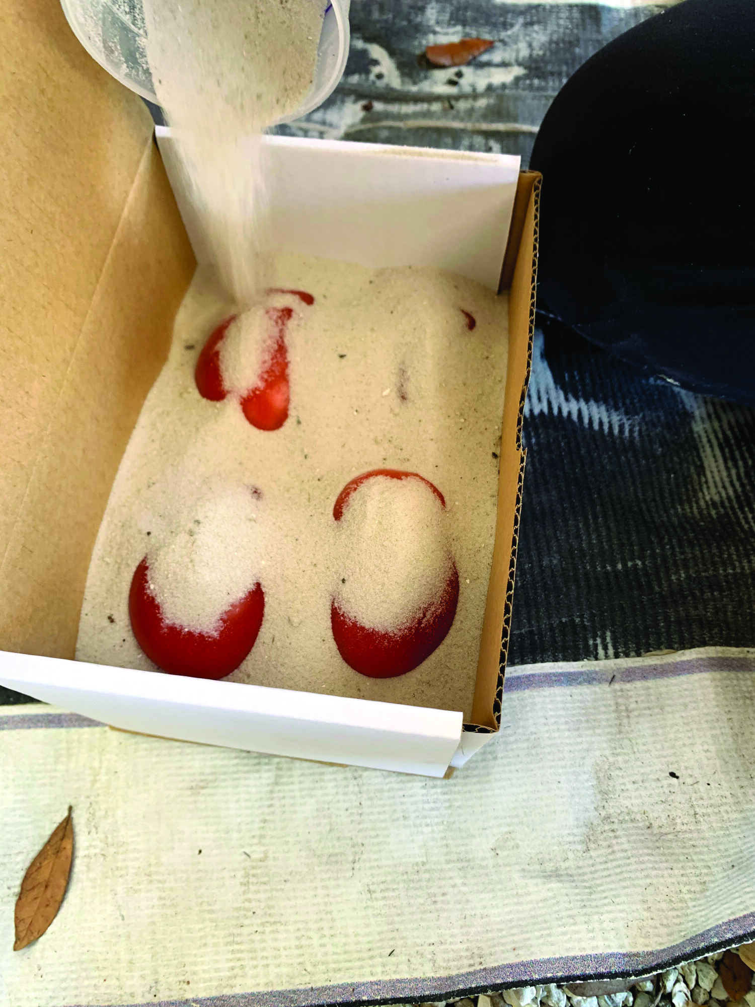 Once a week, the research team opens two boxes to reveal tomatoes buried in sand and in ash. The team will run tests to measure different variables which indicate how well the sand and ash preserve the tomatoes.