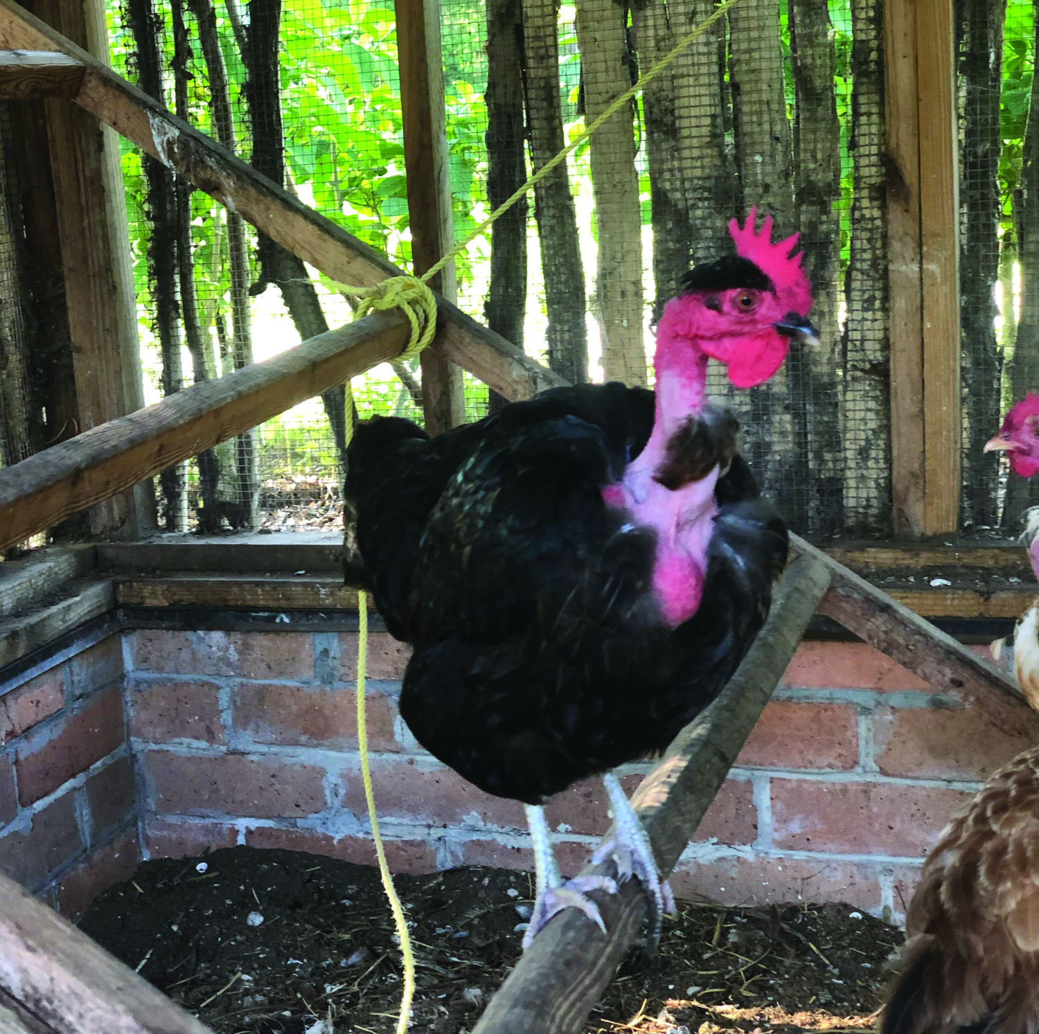 Justine the Turken perches inside 
of our locally made chicken coop at ECHO Florida. Eggs are collected from nesting boxes morning and evening.